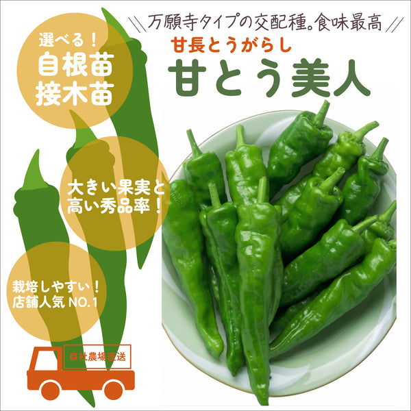 甘とう美人|とうがらし苗|接木・自根苗選択可