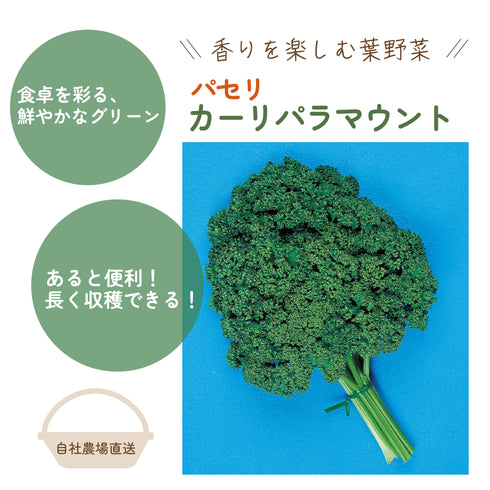 カーリパラマウント|パセリ|ハーブ苗・葉物野菜