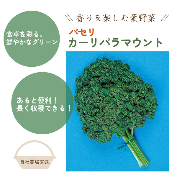 カーリパラマウント|パセリ|ハーブ苗・葉物野菜