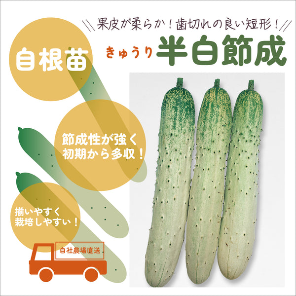 半白節成【はんじろふしなり】|きゅうり苗|自根苗