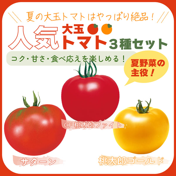 人気大玉トマト3種セット|大玉トマト苗セット