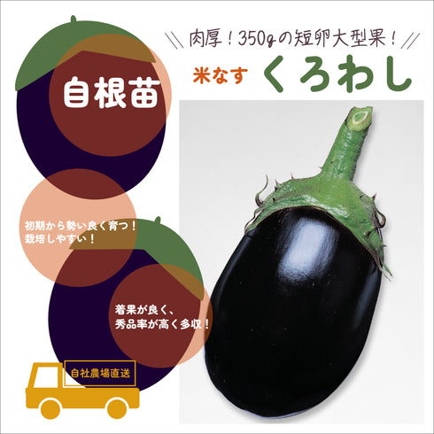 くろわし|なす苗|自根苗