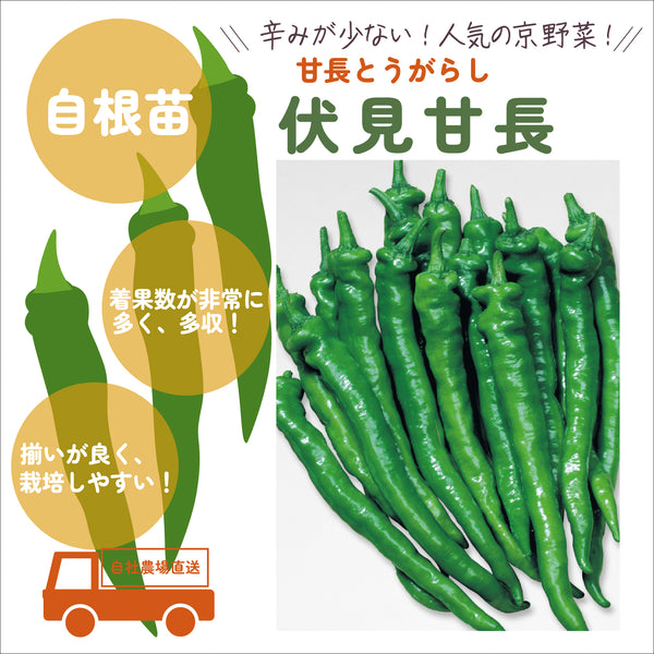 伏見甘長|とうがらし苗|自根苗