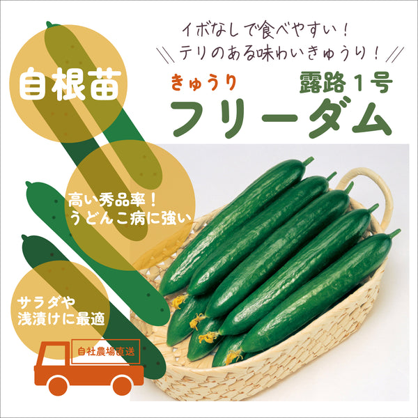 フリーダム露地1号|きゅうり苗|自根苗