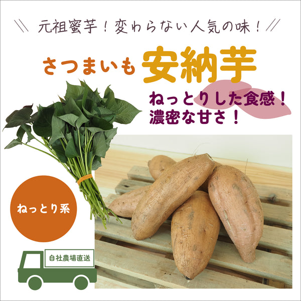 安納芋/ねっとり系|さつまいも苗|10本束
