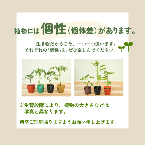 個性派とうがらし3種セット|とうがらし苗セット
