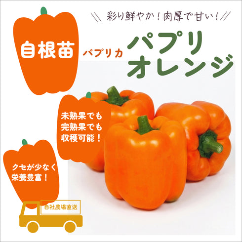 カラーパプリカ3種セット|パプリカ苗セット|