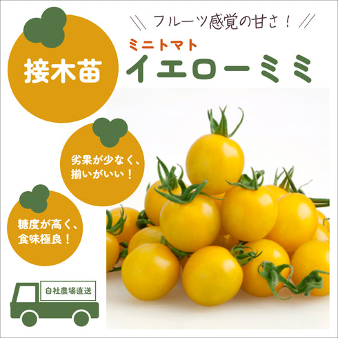 3色ミニトマト3種セット|ミニトマト苗セット