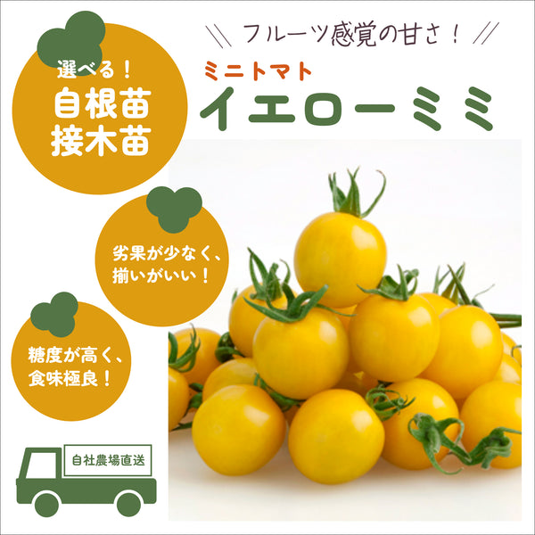 イエローミミ|ミニトマト|接木・自根苗選択可