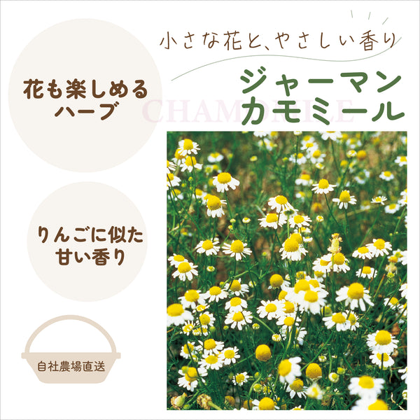 ジャーマンカモミール|ハーブ苗
