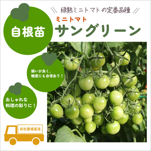 カラフルミニトマト3種セット|ミニトマト苗セット