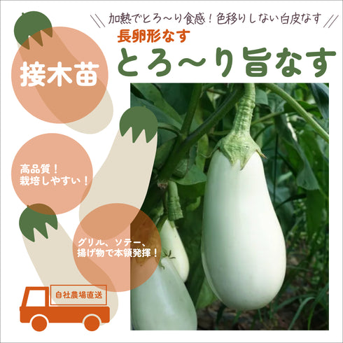 個性派なす3種セット|なす苗セット