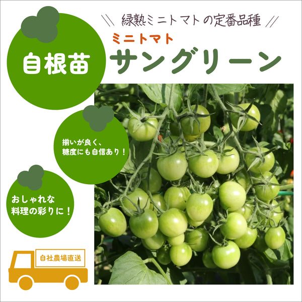 サングリーン|ミニトマト|自根苗