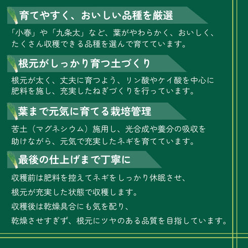 小春|干ネギ苗(葉ねぎ)