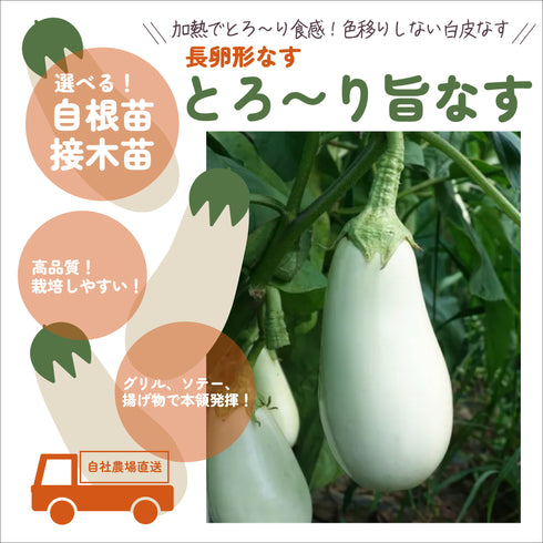 とろ〜り旨なす|なす苗|接木苗・自根苗選択可