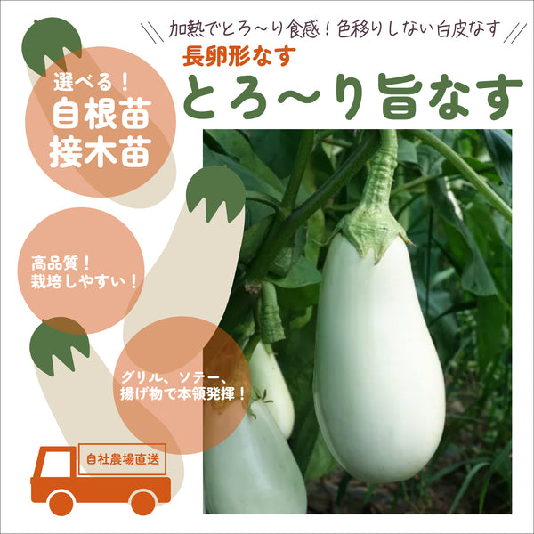 とろ〜り旨なす|なす苗|接木苗・自根苗選択可