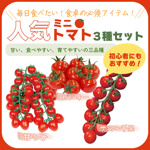 人気ミニトマト3種セット|ミニトマト苗セット