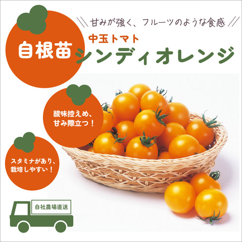 フルーツ中玉トマト3種セット|中玉トマト苗セット