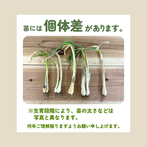 小春|干ネギ苗(葉ねぎ)