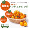 シンディオレンジ|中玉トマト苗|自根苗