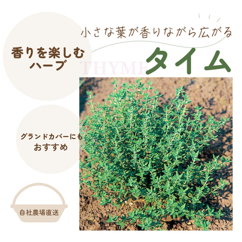 タイム|ハーブ苗