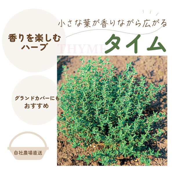 タイム|ハーブ苗