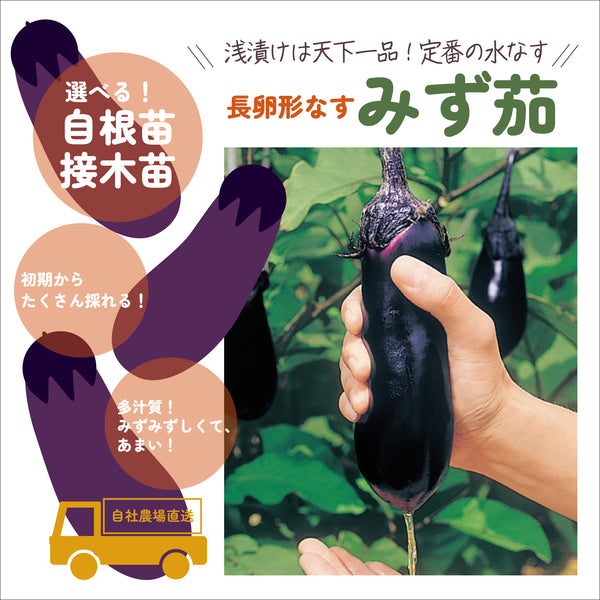 みず茄|なす苗|接木・自根苗選択可