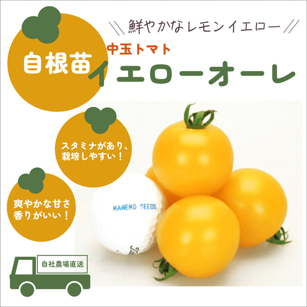 イエローオーレ|中玉トマト苗|自根苗