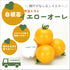 イエローオーレ|中玉トマト苗|自根苗