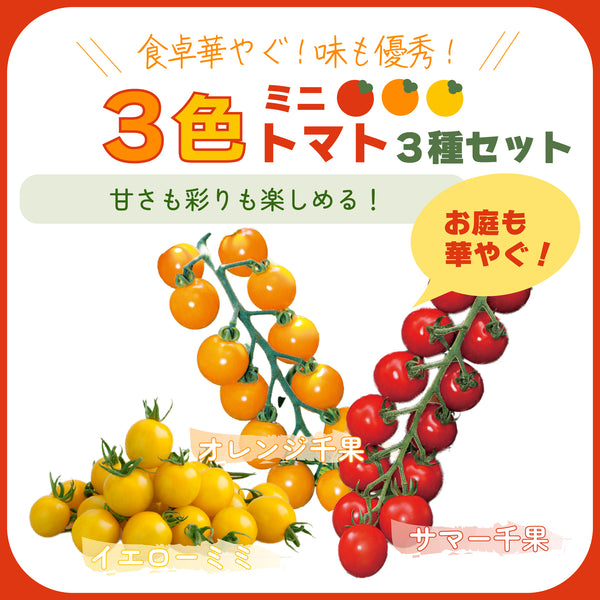 3色ミニトマト3種セット|ミニトマト苗セット