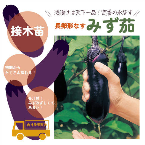 欲ばりなす8種セット|なす苗セット