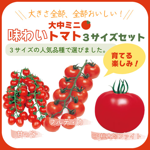 味わい大中小ミニトマト3サイズセット|トマト苗セット|