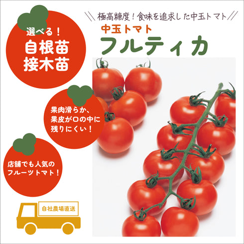 フルティカ|中玉トマト苗|接木・自根苗選択可
