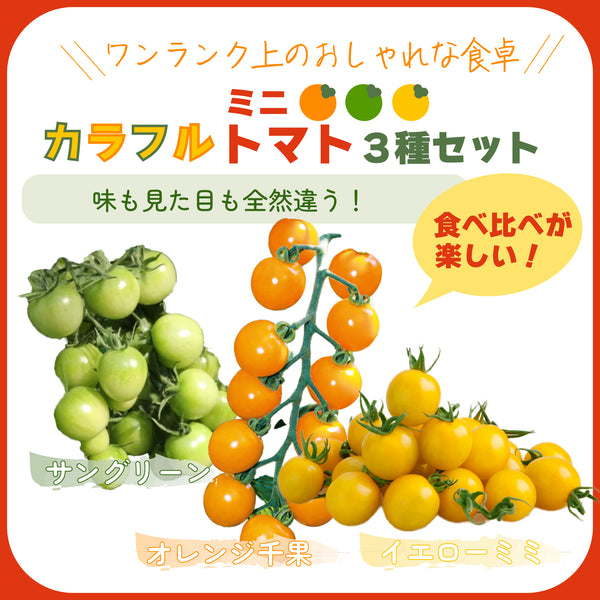 カラフルミニトマト3種セット|ミニトマト苗セット