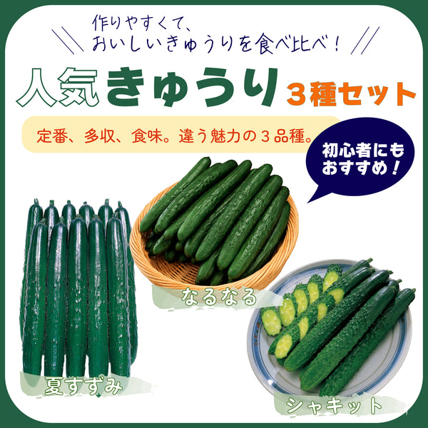 人気きゅうり3種セット|きゅうり苗セット
