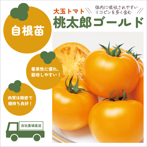 人気大玉トマト3種セット|大玉トマト苗セット