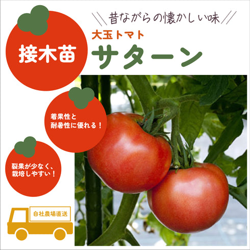 初めての家庭菜園6種セット|夏野菜苗セット|ミニトマト・大玉トマト・きゅうり・なす・ピーマン・とうがらし