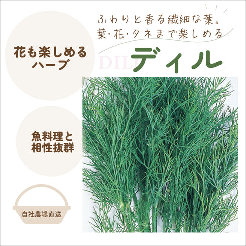 ディル|ハーブ苗