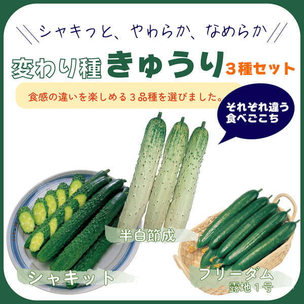 変わり種きゅうり3種セット|きゅうり苗セット