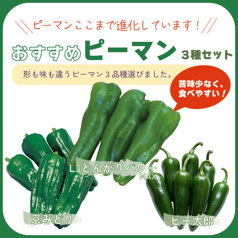 おすすめピーマン3種セット|ピーマン苗セット