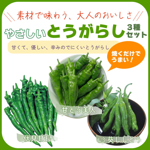 やさしいとうがらし3種セット|とうがらし苗セット