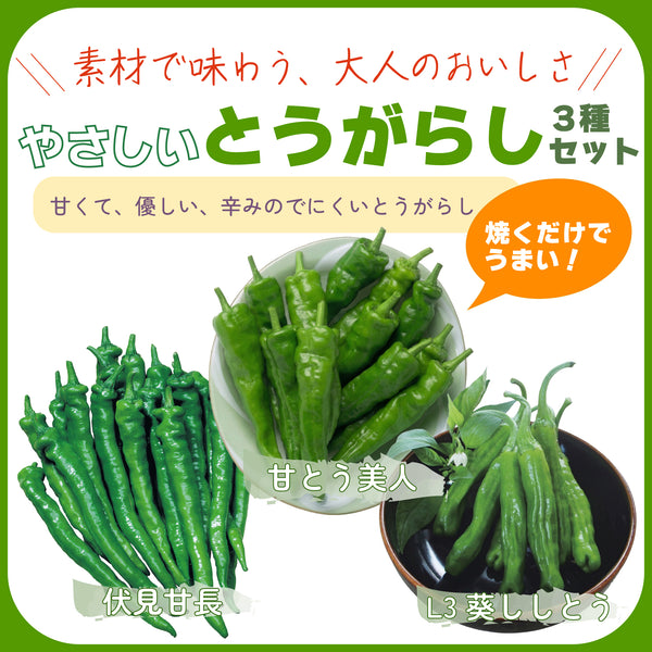 やさしいとうがらし3種セット|とうがらし苗セット