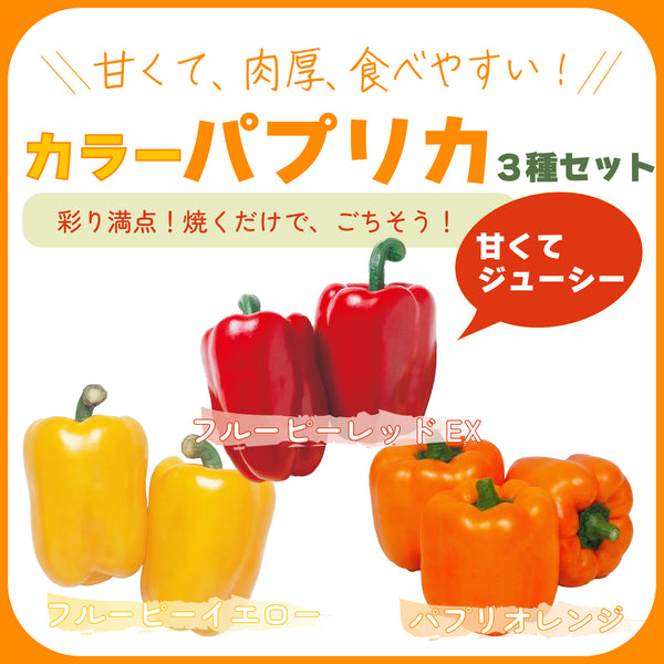 カラーパプリカ3種セット|パプリカ苗セット|