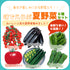 味でえらぶ夏野菜6種セット|夏野菜苗セット|ミニトマト・大玉トマト・きゅうり・なす・ピーマン・とうがらし