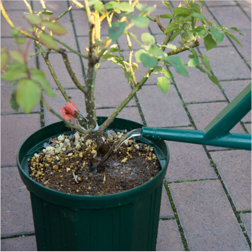 リキダス |植物活力剤|水でうすめて使う