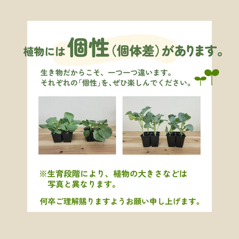 サトウくん|キャベツ苗4株セット|中早生|寒玉系