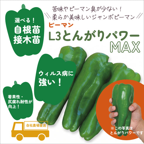 L3とんがりパワーMAX|ジャンボピーマン苗|接木・自根苗選択可