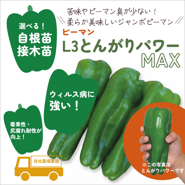 L3とんがりパワーMAX|ジャンボピーマン苗|接木・自根苗選択可