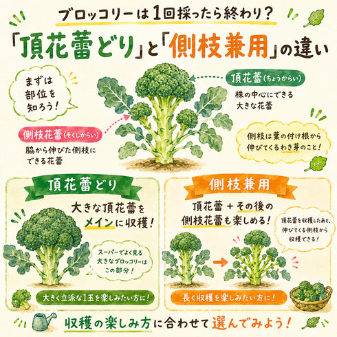 おはよう® |ブロッコリー苗4株セット|中早生|頂花蕾専用