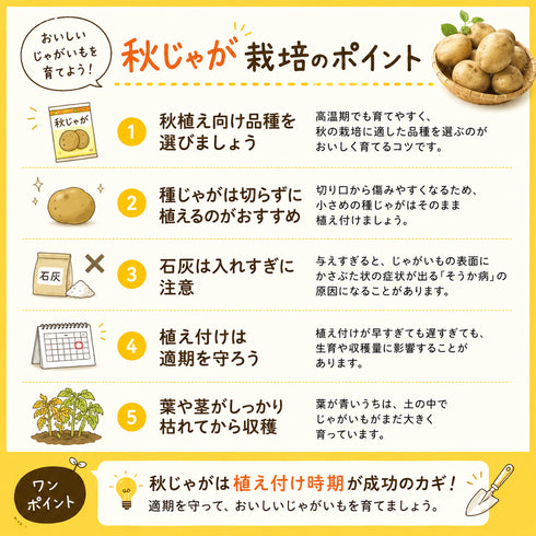 さんじゅう丸|種じゃがいも|秋植え